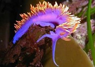 Sea slug image